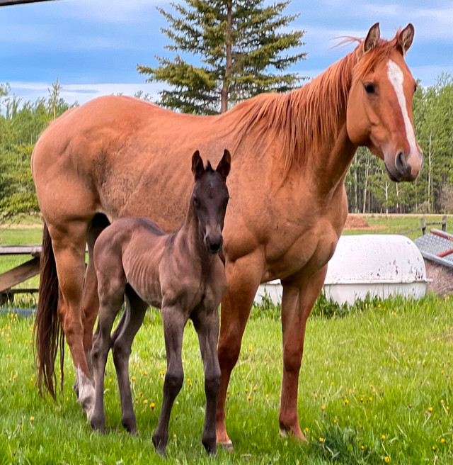 2022 Friesian Quarter Horse Filly, Grande Prairie | Horses & Ponies for