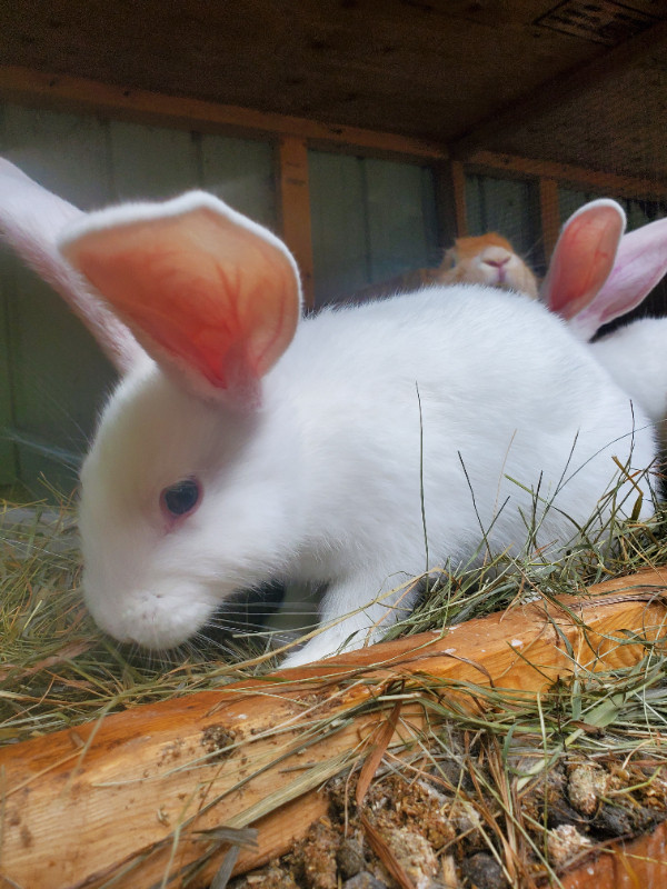 Bebes lapins geant des flandres, Laurentides 2 Bebe lapin geant des flandres Maman geant des