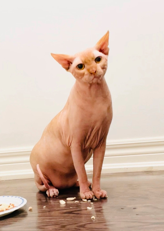 Handsome and Kind Purebred TICA Sphynx Cat Rehome This male Sphynx Watermelon was born on