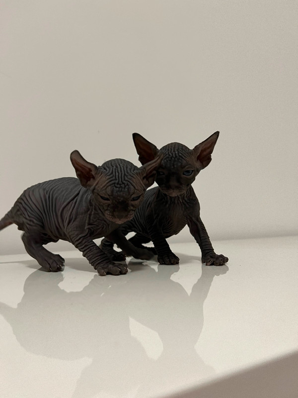 chat sphynx a vendre quebec