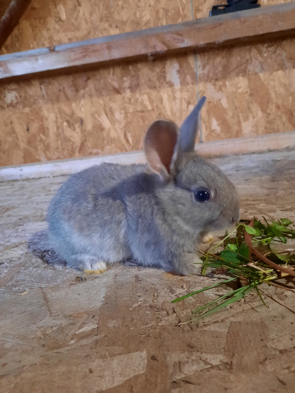 Lapin a vendre Bebes lapins de 4 sem melange de californien et