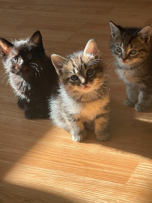 Himalayan Tabby kittens, Quesnel Himalayan tabby kittens ready for