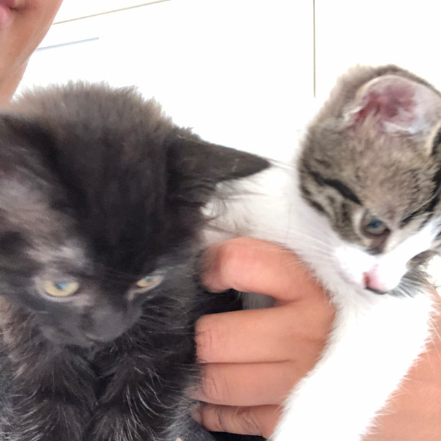 Two Adorable Kittens For Sale Were looking for 2 amazing people to