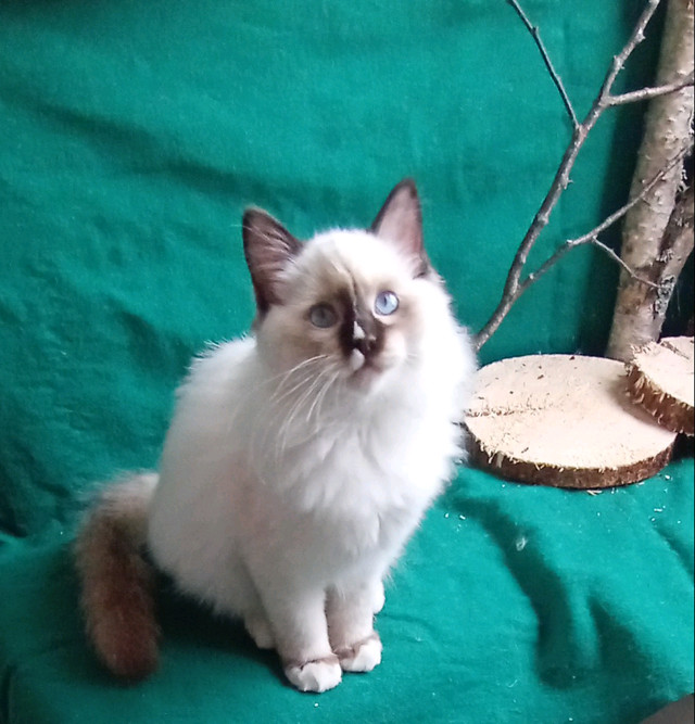 2 Purebred Ragdoll Neutered Male Kittens, Edmonton Purr Doll Cattery has 3 Purebred Ragdoll