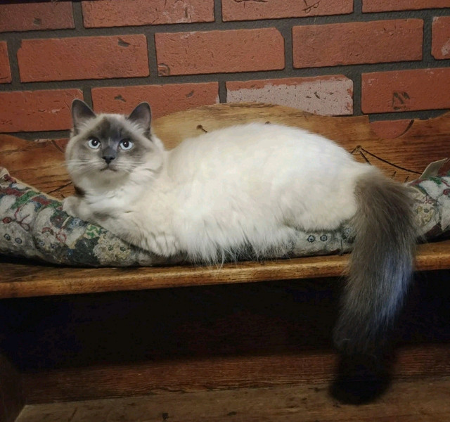 2 Purebred Ragdoll Neutered Male Kittens, Edmonton Purr Doll Cattery has 3 Purebred Ragdoll