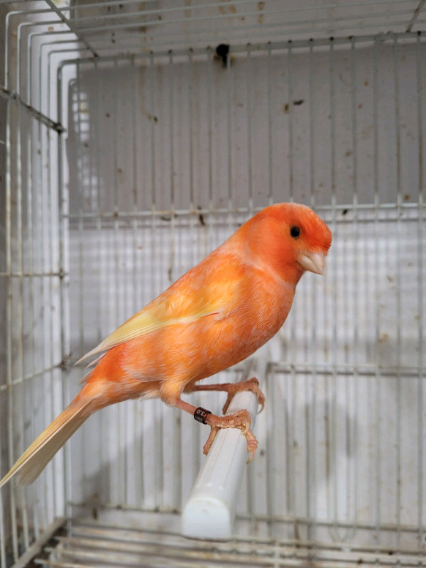 Canari rouge chemaile MF disponible 85 - Males et femelles canaris ...