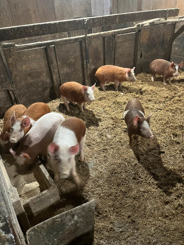 Feeder pigs For sale 8 feeder pigs Hereford cross Average weight