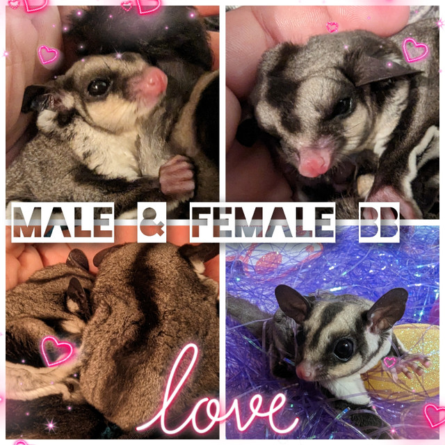 Beautiful Sugar Glider Joeys Available Down Under Gliderz one of