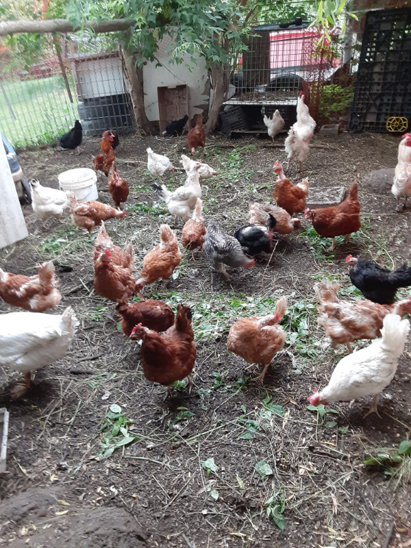 Poules Pondeuses Canards Oies Et Pigeons A Vendre, Longueuil   South 