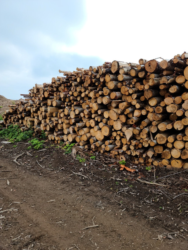 Processed LogsFirewood For Sale Processed logs or firewood for