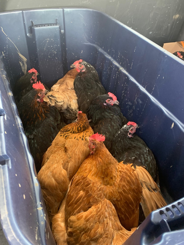 HENS FOR SALE, Windsor Region We have 10 hens for sale that are 10 each they are really tasty