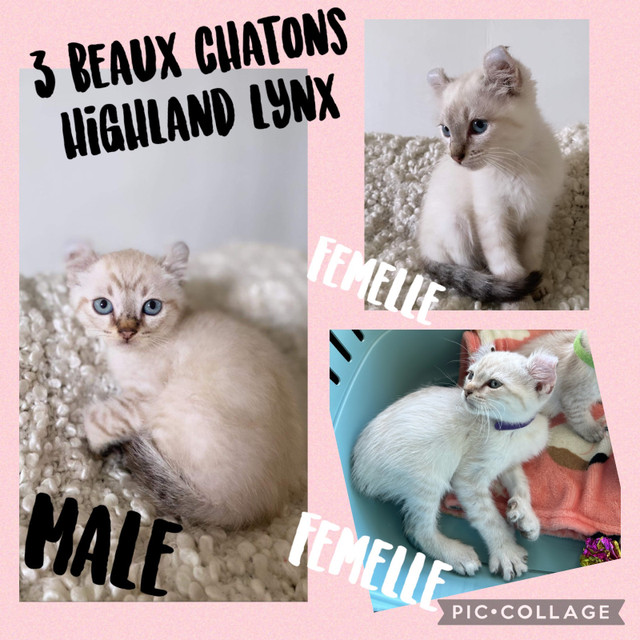 chat highland lynx à vendre québec