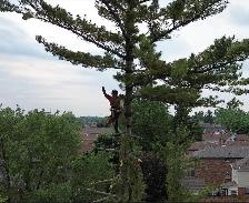 Tree pruning, trimming and stump grinding
