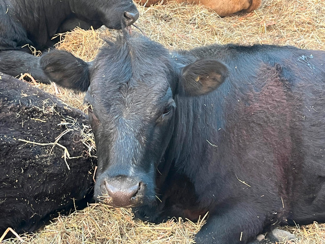 Irish dexter cattle for sale, Oakville / Halton Region - Irish dexter ...