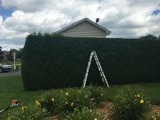 Professional Hedge Trimming Services