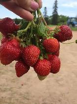 Commercial Strawberry Picking