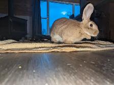 Trasnportation for rabbit to MTL in the next week. 750$