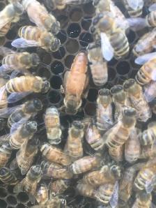 Beekeeping workers wanted