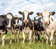 Traite de vache /milking cows