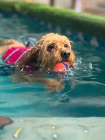 Job Title: Swim Instructor & Trainer for Dogs