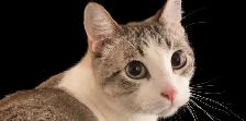 I'll look after your cat
