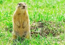 Wanted.....Gopher Hunters