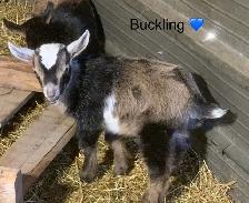 Nigerian Dwarf Goats bucklings