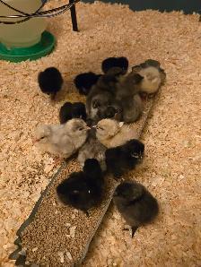 Mixed flock hatching eggs