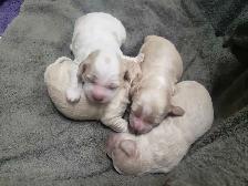 cockashon puppies