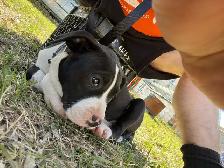 American bull dog  puppy  female