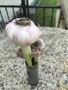 purple strip garlic organic