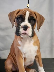 CKC reg Boxer puppies