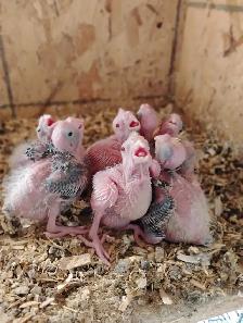 Cockatiels, Hand fed, Hand raised, Ready in 7 weeks from now.