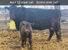 Cow/Calf pairs