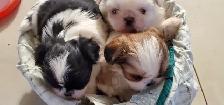 Shih tzu  ckc registered pups all boys