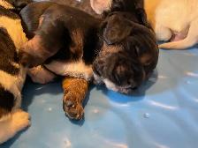 Cocker Spaniel puppies