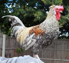 Cream Legbar rooster