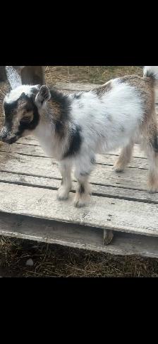 3 Nigerian Dwarf Bucklings for sale.