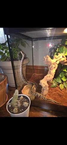 Python royal, terrarium et tout les accessoires