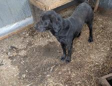 Black labrador
