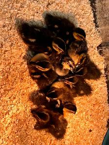 Rouen ducklings
