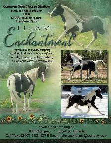Beautiful Black & White Tobiano Sport Horse Stallion