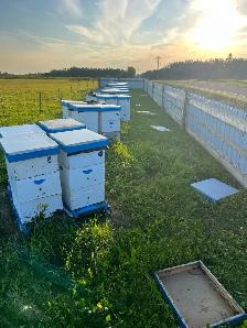 Beekeepers Wanted