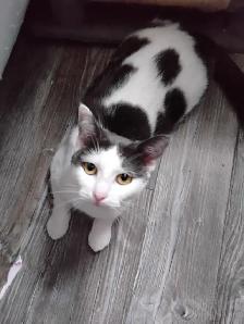 Cat black and white