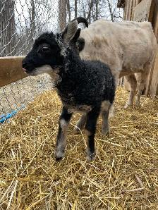 Icelandic ram lambs for sale