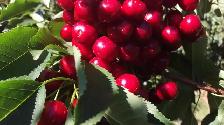 Cherry pickers wanted