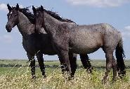 Experienced Barn Manager Wanted