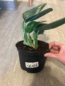 monstera cobra plant