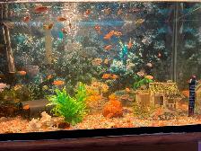DIFFERENT KINDS OF CICHLIDS