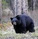 bear hunting guide